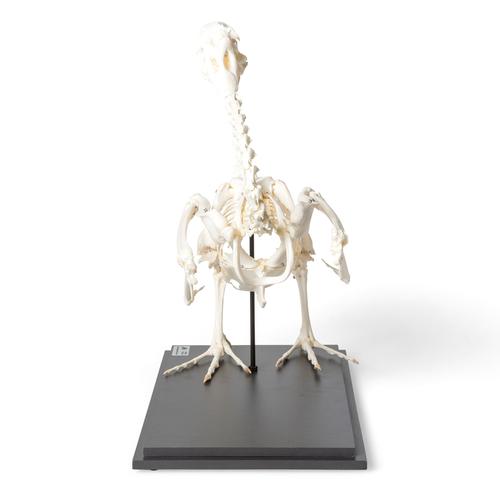 Esqueleto de ganso (Anser anser domesticus), preparado, 1021033 [T300451], Ornitología (aves)