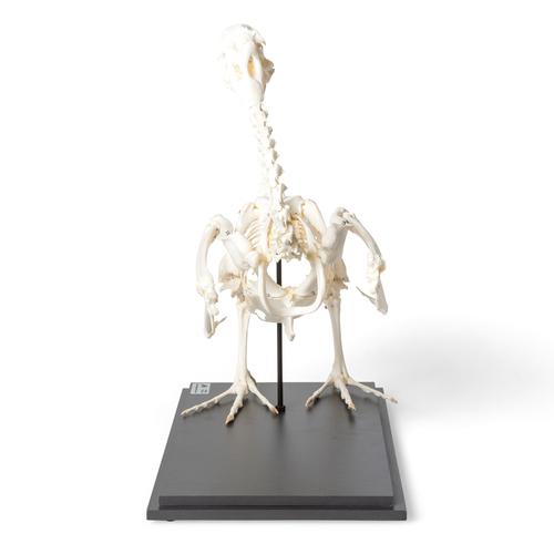 G&auml;nseskelett (Anser anser domesticus), Pr&auml;parat, 1021033 [T300451], Tiermodelle