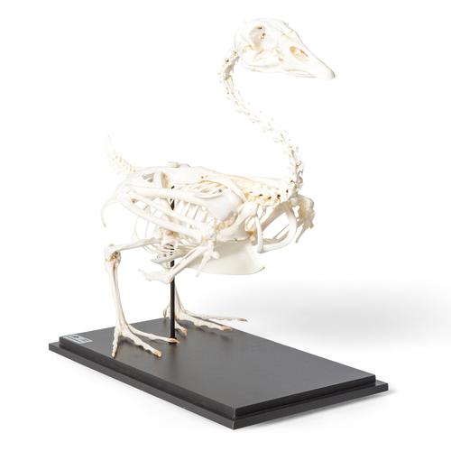 Esqueleto de ganso (Anser anser domesticus), preparado, 1021033 [T300451], Pájaros