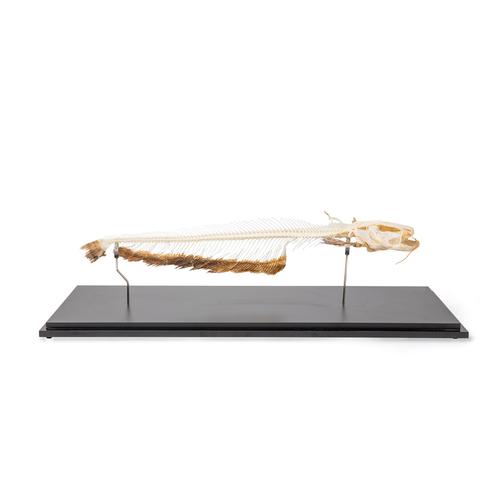 Esqueleto de siluro europeo (Silurus glanis), preparado, 1020964 [T300461], Piscis