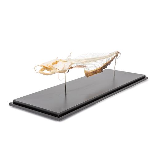 欧洲鲶鱼的骨架，标本(Silurus glanis), 1020964 [T300461], 鱼类