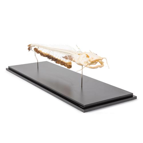 Esqueleto de siluro europeo (Silurus glanis), preparado, 1020964 [T300461], Ictiología