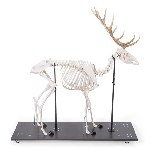 Red Deer Skeleton (Cervus elaphus), male, articulated on base, 1021010 [T30047M], Farm Animals