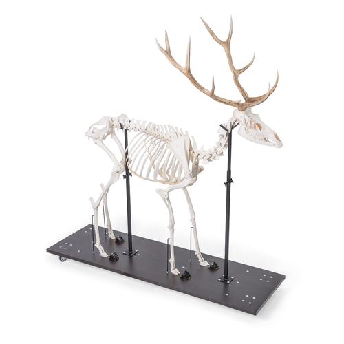 Rothirschskelett (Cervus elaphus), m, artikuliert, 1021010 [T30047M], Tiermodelle
