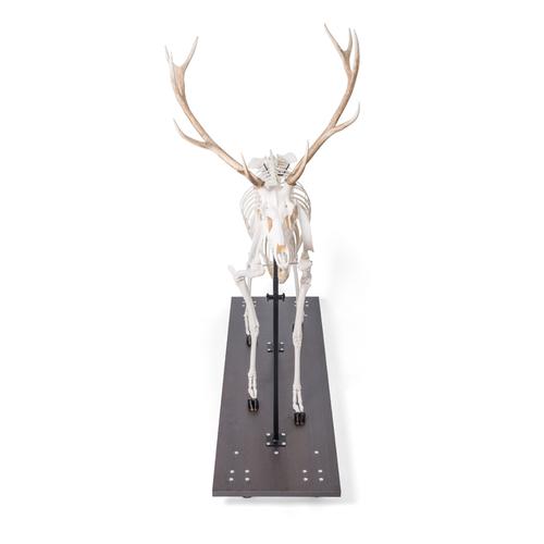Rothirschskelett (Cervus elaphus), m, artikuliert, 1021010 [T30047M], Tiermodelle