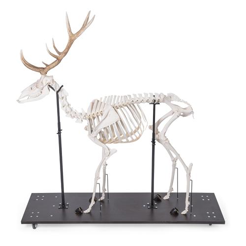 Red Deer Skeleton (Cervus elaphus), male, articulated on base, 1021010 [T30047M], 偶蹄动物