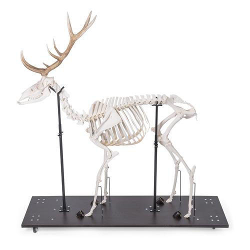 Rothirschskelett (Cervus elaphus), m, artikuliert, 1021010 [T30047M], Tiermodelle