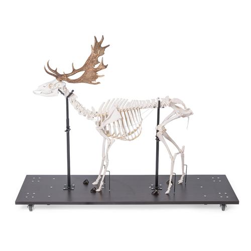 Fallow Deer Skeleton (Dama dama), male, articulated on base, 1021016 [T30048M], Even-toed Ungulates (Artiodactyla)