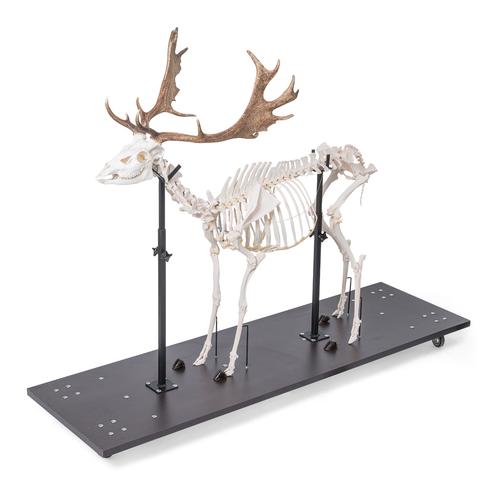 Damhirschskelett (Dama dama), m, artikuliert, 1021016 [T30048M], Tiermodelle