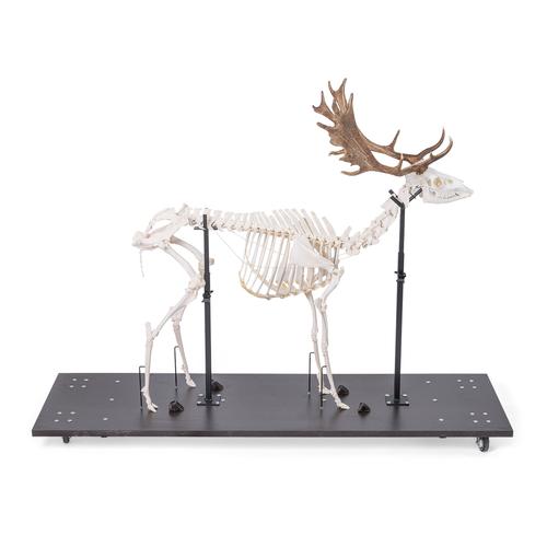 Fallow Deer Skeleton (Dama dama), male, articulated on base, 1021016 [T30048M], 소목