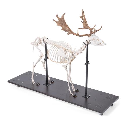 Damhirschskelett (Dama dama), m, artikuliert, 1021016 [T30048M], Tiermodelle