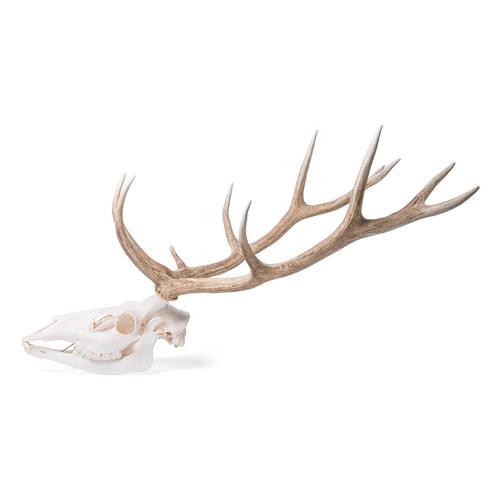 Red Deer skull (Cervus elaphus), male, 1021014 [T30050m], Even-toed Ungulates (Artiodactyla)