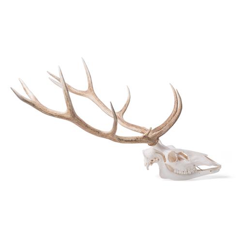 Red Deer skull (Cervus elaphus), male, 1021014 [T30050m], Скелеты сельскохозяйственных животных