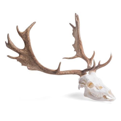Fallow Deer skull (Dama dama), male, 1021020 [T30051m], Farm Animals