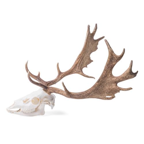 Fallow Deer skull (Dama dama), male, 1021020 [T30051m], Скелеты сельскохозяйственных животных