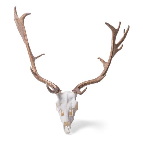 Fallow Deer skull (Dama dama), male, 1021020 [T30051m], 偶蹄动物
