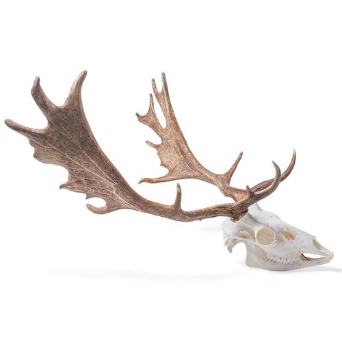 Fallow Deer skull (Dama dama), male, 1021020 [T30051m], 农场动物