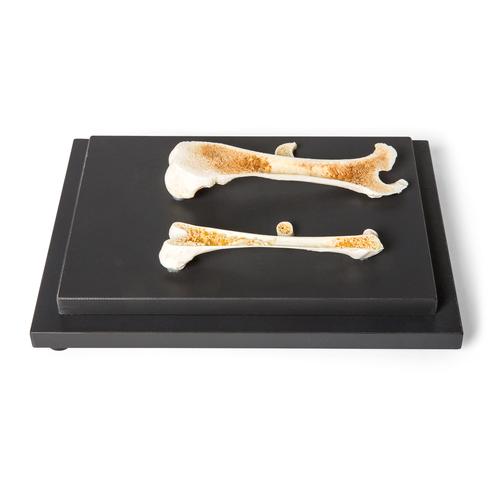 Строение костей птиц и млекопитающих, препарат, 1021045 [T30053], Сравнительная анатомия