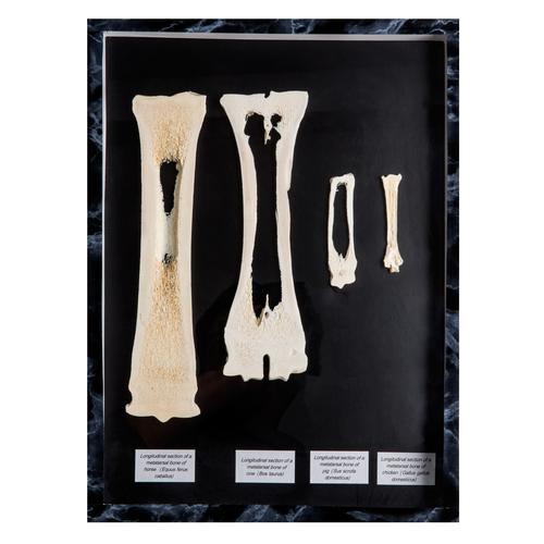 Huesos del metacarpo y de las patas de mamíferos, 1021047 [T30055], Anatomía comparativa