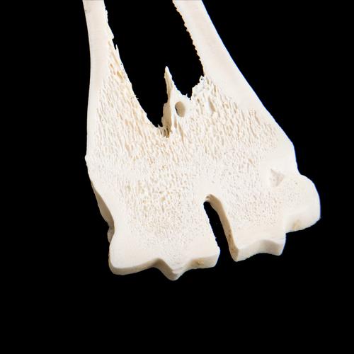 Кости пясти и плюсны млекопитающего, 1021047 [T30055], Сравнительная анатомия