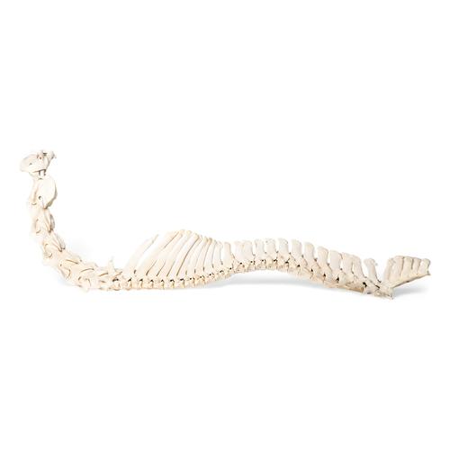 Caballo (Equus ferus caballus), columna vertebral, montaje flexible, 1021048 [T30056], Ganado