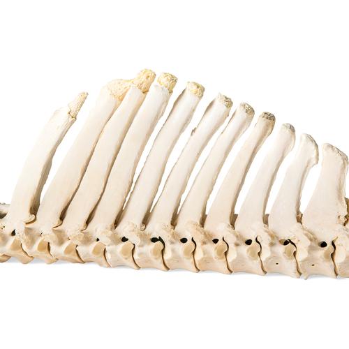 Caballo (Equus ferus caballus), columna vertebral, montaje flexible, 1021048 [T30056], Ganado