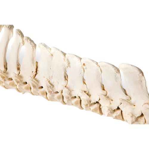 Horse (Equus ferus caballus), spinal column, flexibly mounted, 1021048 [T30056], Tudósnak