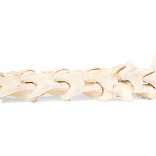 Horse (Equus ferus caballus), spinal column, flexibly mounted, 1021048 [T30056], Osteology