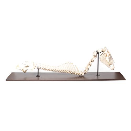Caballo (Equus ferus caballus), columna vertebral con cabeza, montaje fijo, 1021050 [T30057], Osteología