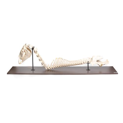 Caballo (Equus ferus caballus), columna vertebral con cabeza, montaje fijo, 1021050 [T30057], Osteología