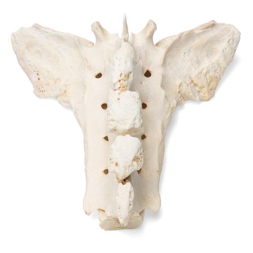 Cheval (Equus ferus caballus), modèle de sacrum en os naturel, 1021054 [T30058], Ostéologie