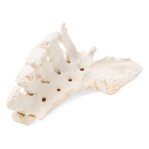 Caballo (Equus ferus caballus), sacro, 1021054 [T30058], Osteología