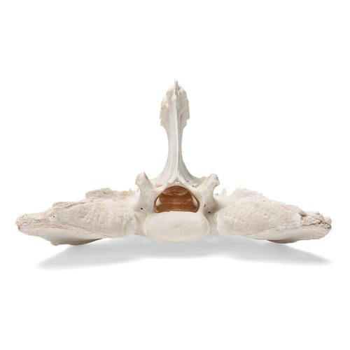 Caballo (Equus ferus caballus), sacro, 1021054 [T30058], Osteología