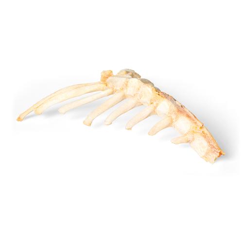 Horse (Equus ferus caballus), sternum, 1021055 [T30059], osteoloji