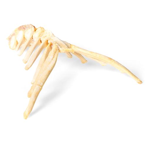 Caballo (Equus ferus caballus), esternón, 1021055 [T30059], Osteología
