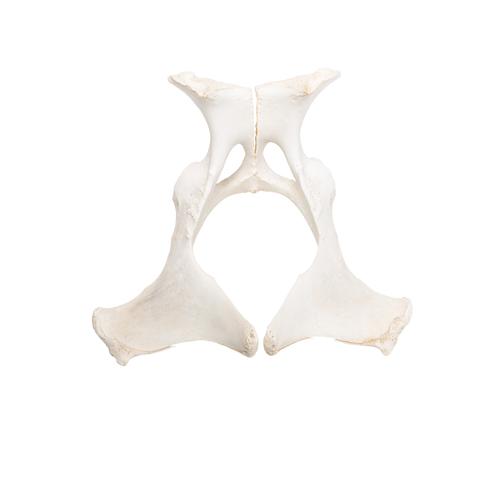 Horse (Equus ferus caballus), pelvis, 1021056 [T30060], Osteology