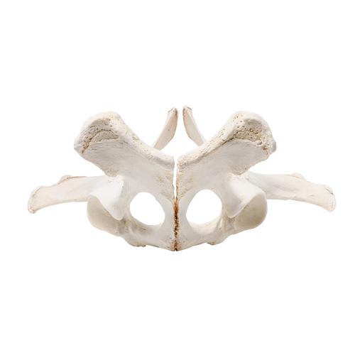 Caballo (Equus ferus caballus), pelvis, 1021056 [T30060], Osteología