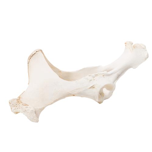 Cheval (Equus ferus caballus), modèle de bassin en os naturel, 1021056 [T30060], Ostéologie