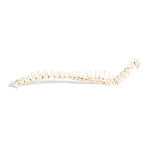 Perro (Canis lupus familiaris), columna vertebral, montaje flexible, 1021057 [T30061], Osteología