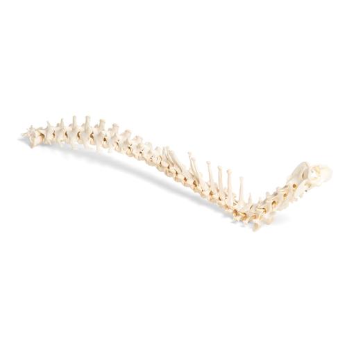 Perro (Canis lupus familiaris), columna vertebral, montaje flexible, 1021057 [T30061], Osteología