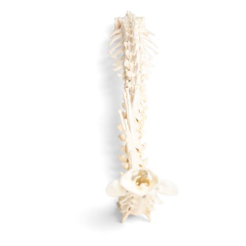 Dog (Canis lupus familiaris), spinal column, flexibly mounted, 1021057 [T30061], Pets