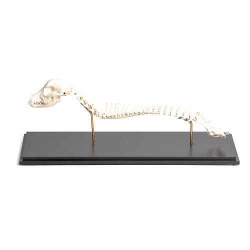 Perro (Canis lupus familiaris), columna vertebral con cabeza, montaje fijo, 1021058 [T30062], Osteología