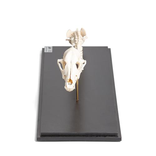 Perro (Canis lupus familiaris), columna vertebral con cabeza, montaje fijo, 1021058 [T30062], Mascotas