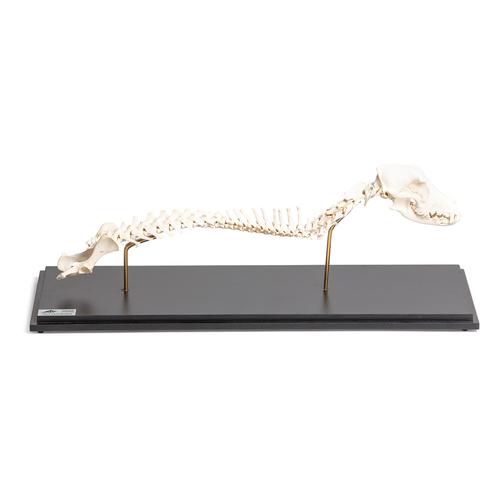 Perro (Canis lupus familiaris), columna vertebral con cabeza, montaje fijo, 1021058 [T30062], Osteología