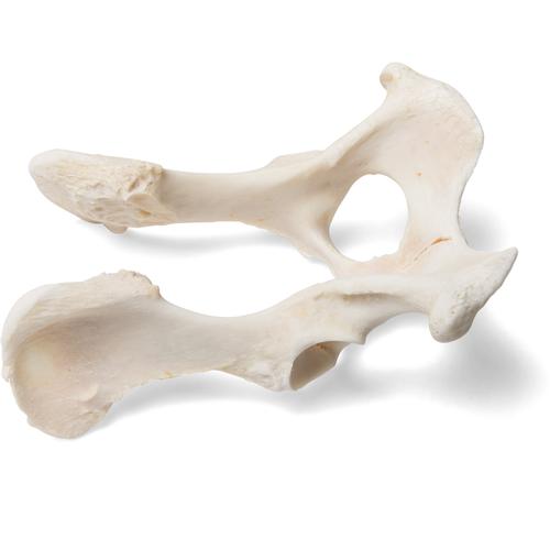 Dog (Canis lupus familiaris), pelvis, 1021062 [T30065], Tudósnak