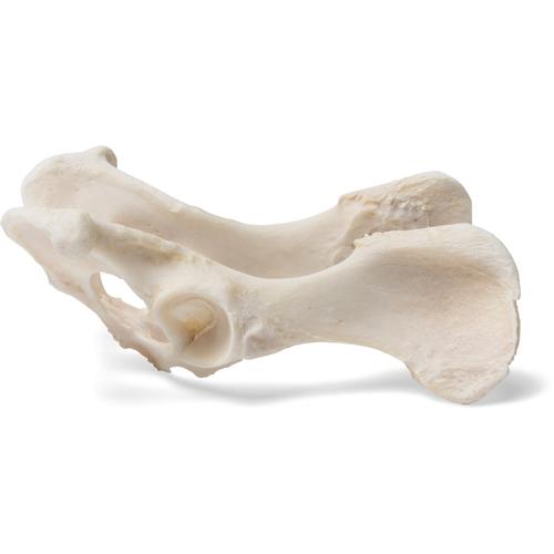 Dog (Canis lupus familiaris), pelvis, 1021062 [T30065], Tudósnak