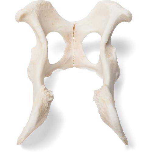 Perro (Canis lupus familiaris), pelvis, 1021062 [T30065], Osteología