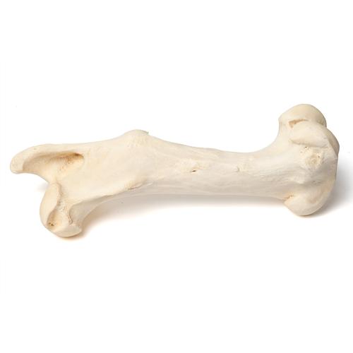 Mammalian femur, 1021065 [T30066], Osteology