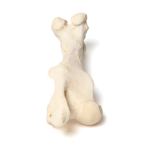 Бедренная кость млекопитающего, 1021065 [T30066], Кости и скелеты животных