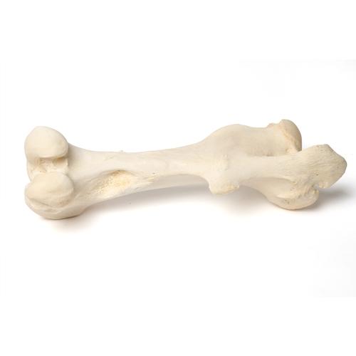 Mammalian femur, 1021065 [T30066], Osteology